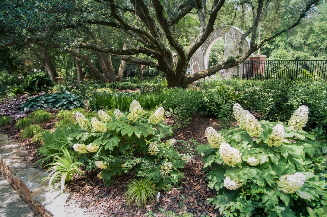 Shrubs with large white panicles blooming under a shade tree.