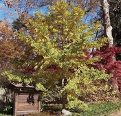 Upright habit of large tree with yellow leaves in November.