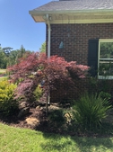 Acer palmatum var dissected 'Tamukeyama' with bells