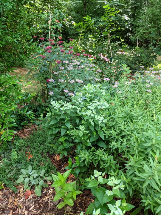 Side view of pollinator garden portion July 2022