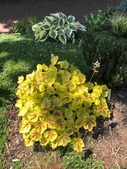 Bright yellow heuchera.