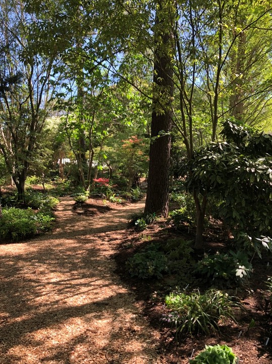 Front Shade Garden pathway.