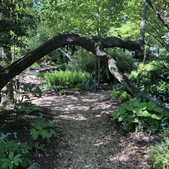 Woodland scene with tree arching in the foreground.