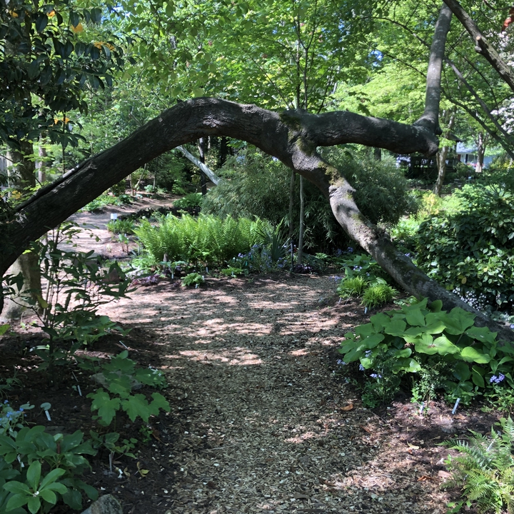 Woodland scene with tree arching in the foreground.