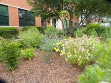Sunny Garden with Serviceberry