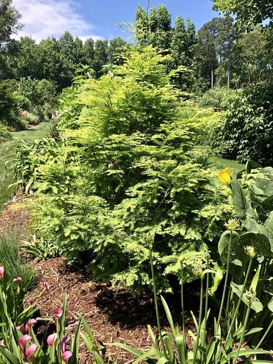 Souto Sun Garden in Summer