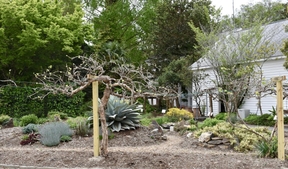 Leafless grape vines underplanted with colorful perennials.