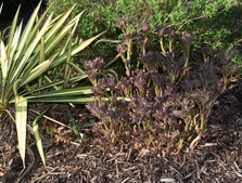 Yucca with yellow striped leaves; red emerging shoots of peony.