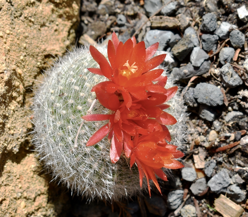 cactus growing among vertical slabs of concrete. Flowers red.