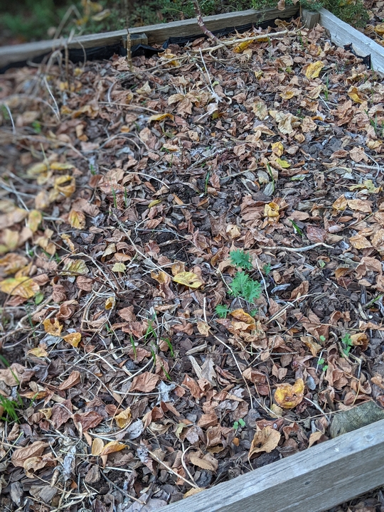 Kale reseeding itself in garden November 2021