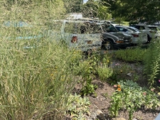 Planted bed in a parking lot, mulched with bark