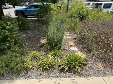 Planted bed in a parking lot, mulched & with stepping stones