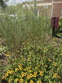 Planted bed in a parking lot, mulched with bark