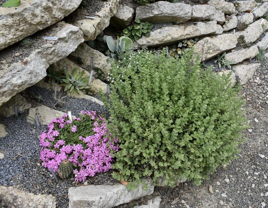 Two perennials growing in gravel among slabs of concrete.