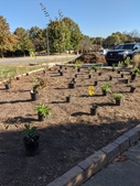 Initial plants set out at new garden