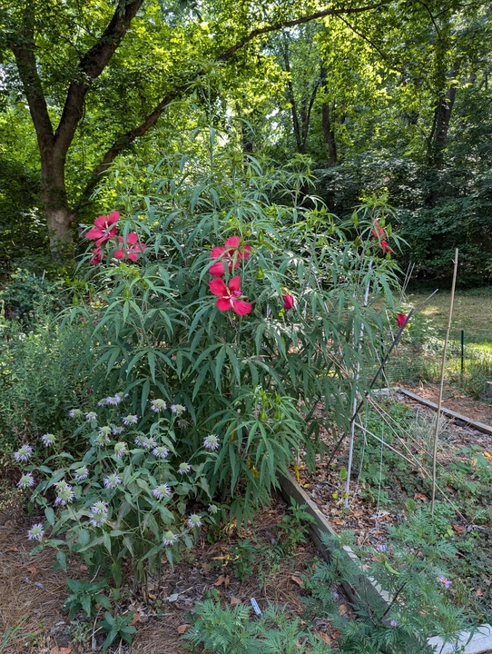 pollinator plants at edge