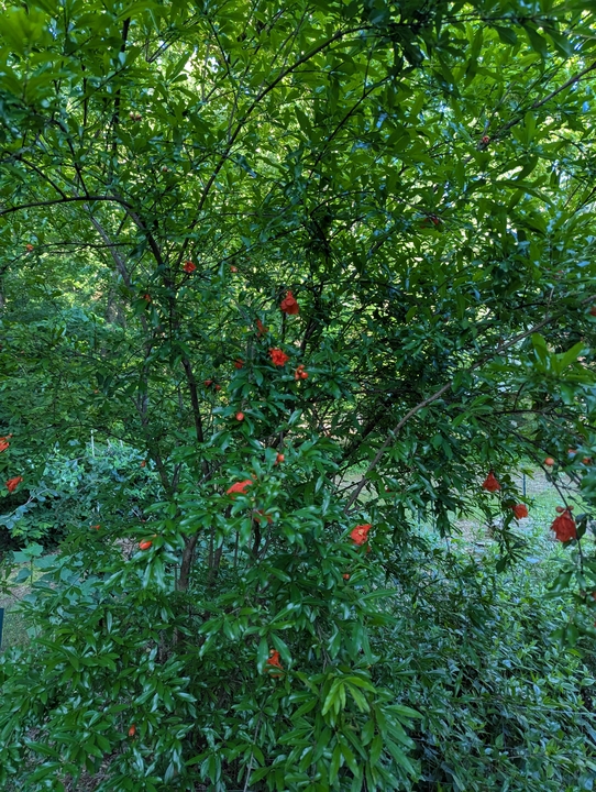 pomegranate at edge