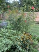 Late summer blooms