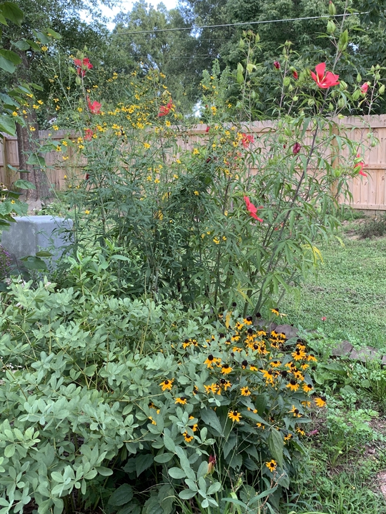Late summer blooms