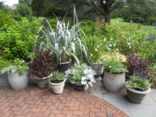 A grouping of various plants in different containers.