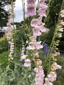 Spike of pale pink Penstemon (Beardtongue)