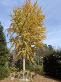 Upright habit of large tree with yellow leaves in November.