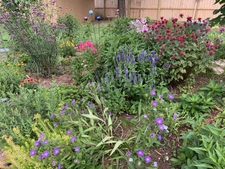 Early summer blooms