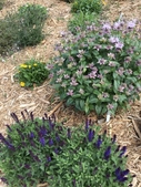 Pollinator Garden Full Sun