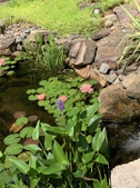 Pond Garden