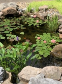 Pond Garden