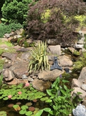 Pond garden full view