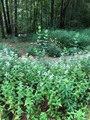 Crowder Park Prairie and Native Plants Garden in the Spring