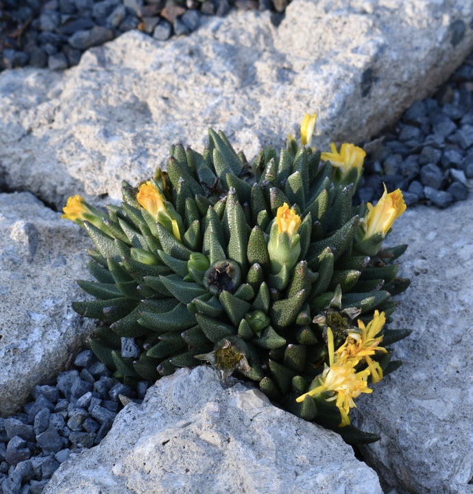 Succulent growing between vertical slabs of concrete.