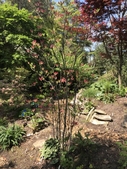 Garden with Rhododendron 'Julius Kingsley'