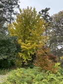 Upright habit with green/yellow leaves in a garden setting.