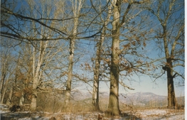 oaks along snow-covered ridge top with mountains in the distance