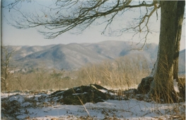 Large oak above the ridge rock with mountains in the distance.