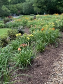 Daylily garden