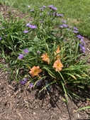 Daylily and Stoke's Aster