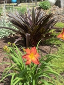 Daylily garden