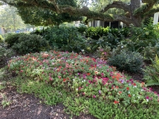 Shade garden under a live oak