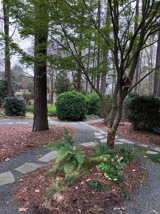 Small maple tree underplanted with diverse small plants.