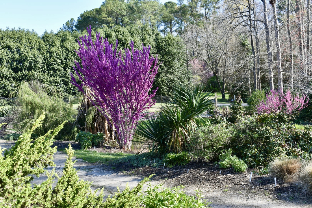 Souto Sun Garden in Spring