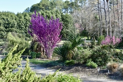 Souto Sun Garden in Spring