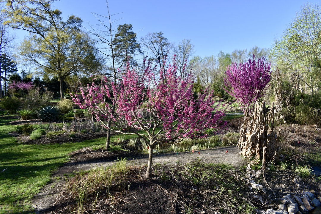 Souto Sun Garden in Spring