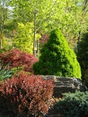 A conical conifer flanked by shrubs with small red leaves.