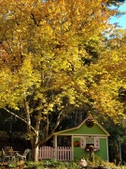 Cottage garden in fall