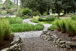 pond with ferns on margin.
