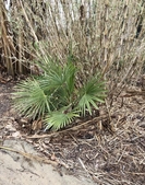 Fan palm with green leaves.
