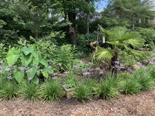 Tropical look garden